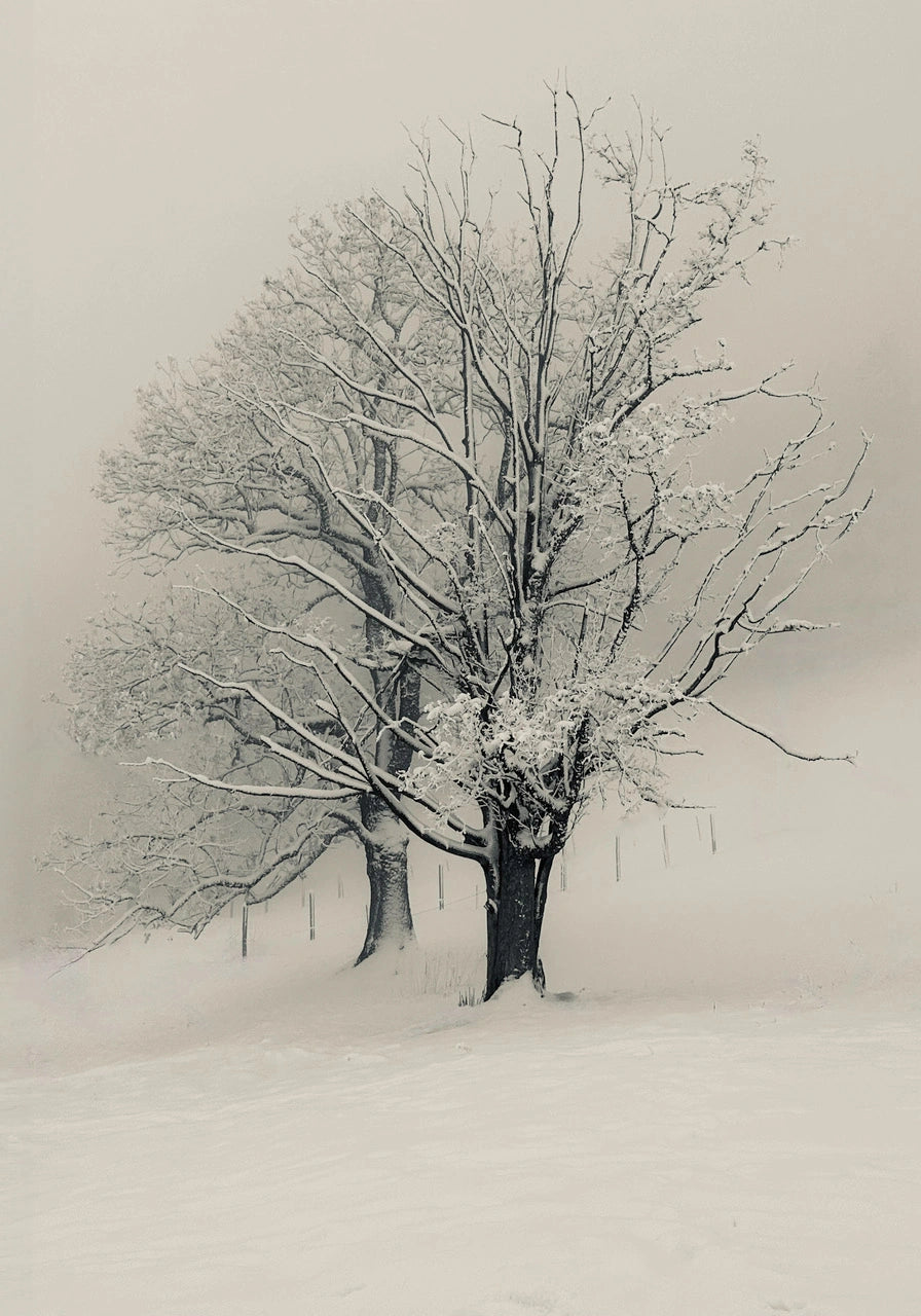 Snow State 03