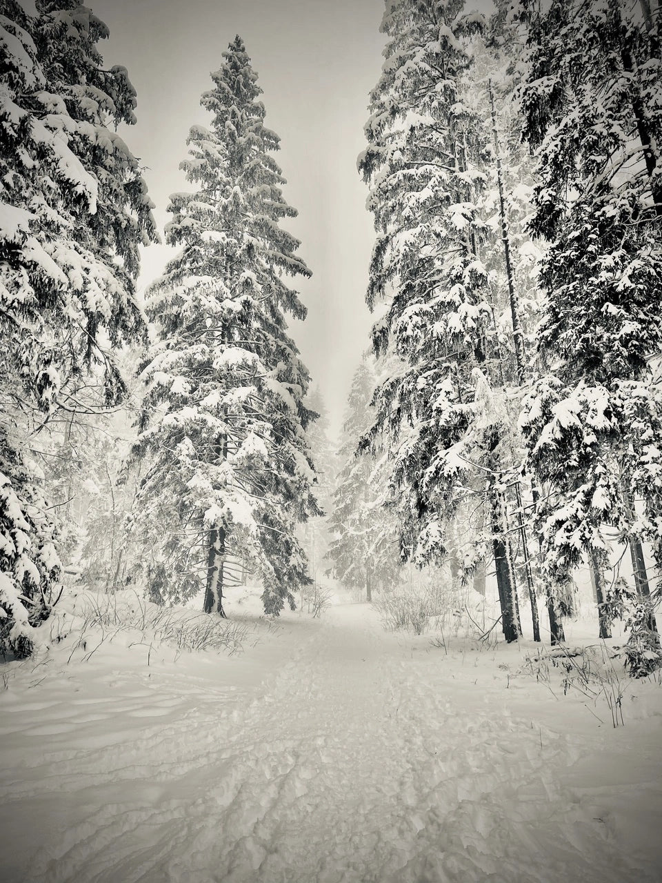 Snow State 06